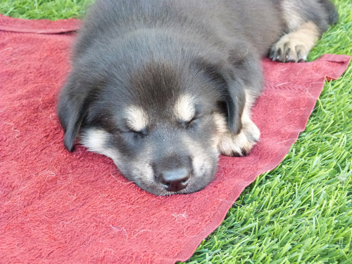 chinook dog